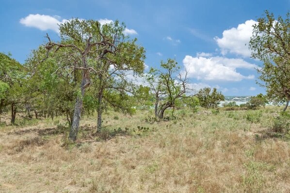 A natural landscape with trees and dry grass under a clear sky.