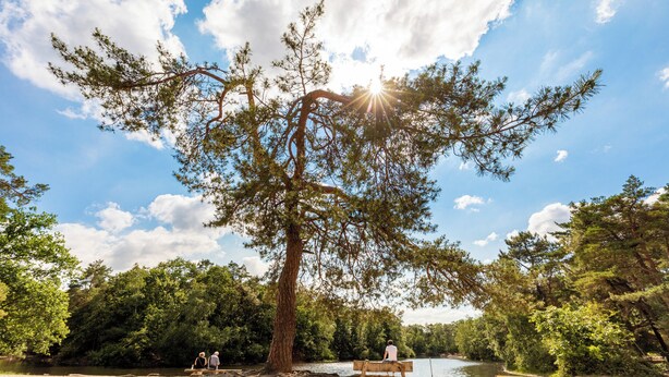 Una playa arenosa con un árbol grande, un banco y un lago tranquilo.