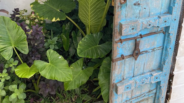 A blue door with a rustic design, surrounded by lush green foliage. - Mzelle Pipine à 2 Minutes de la Plage ! (Saint-Pierre)