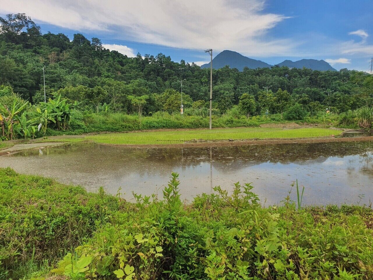 Un paisaje verde exuberante con un estanque, rodeado de vegetación densa y una montaña al fondo.