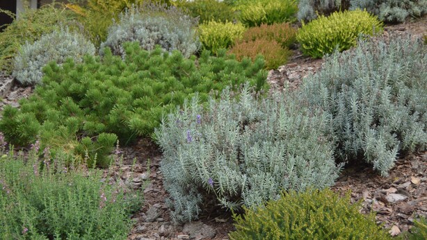 Un jardín con arbustos y plantas diversas.