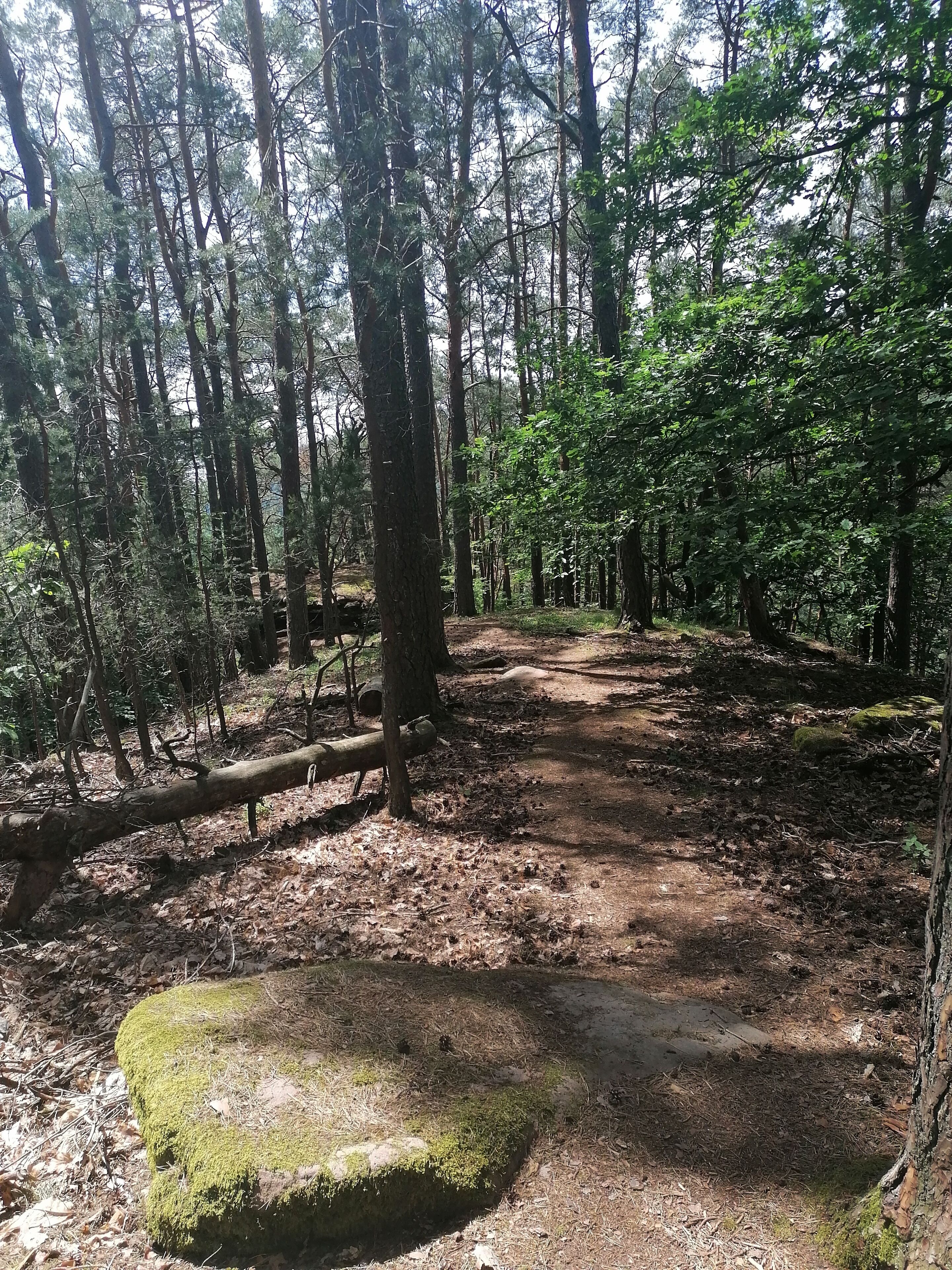A forested area with a dirt path, a moss-covered rock, and tall trees.