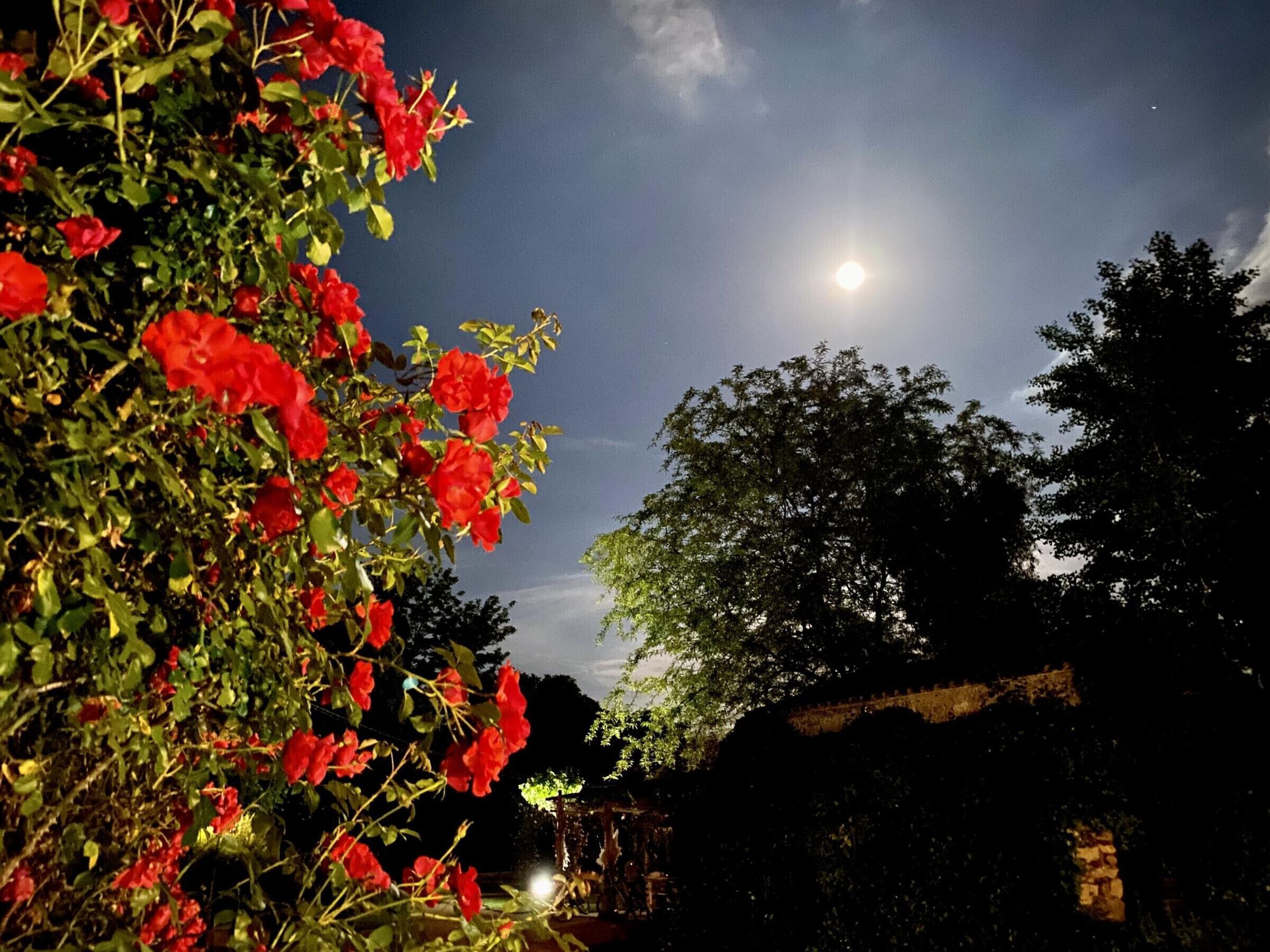 Un jardín con flores rojas y una luna llena en el cielo.