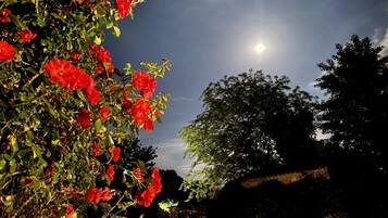 Un jardín con flores rojas y una luna llena en el cielo.