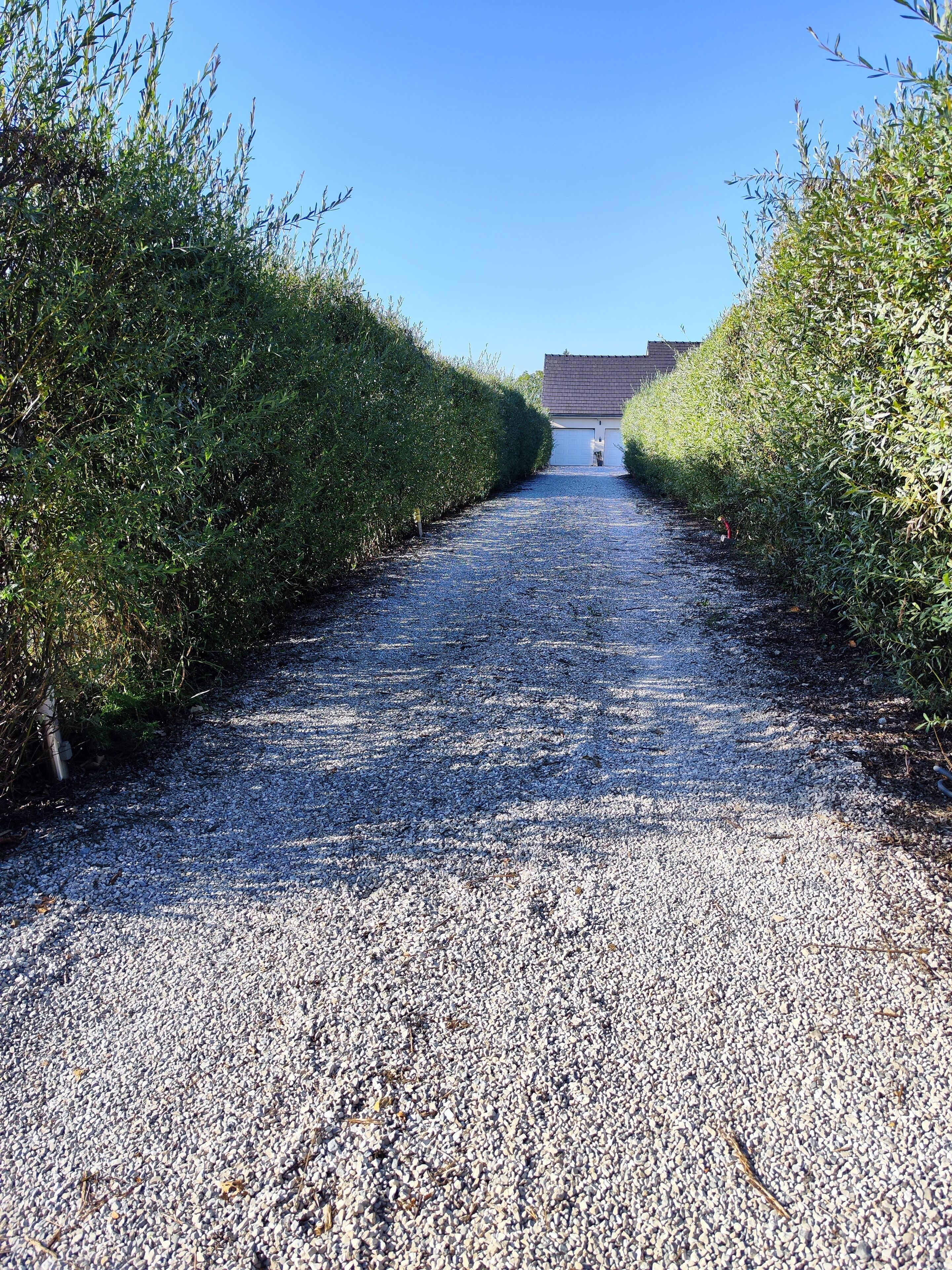 A gravel path flanked by neatly trimmed hedges leading to a building with a tiled roof.