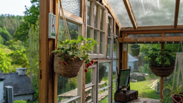A greenhouse with a wooden bench, hanging baskets with plants, and a thermometer on the wall. - Hapus Hideaway Retreat Site, Sleeps 29 (Abergele)