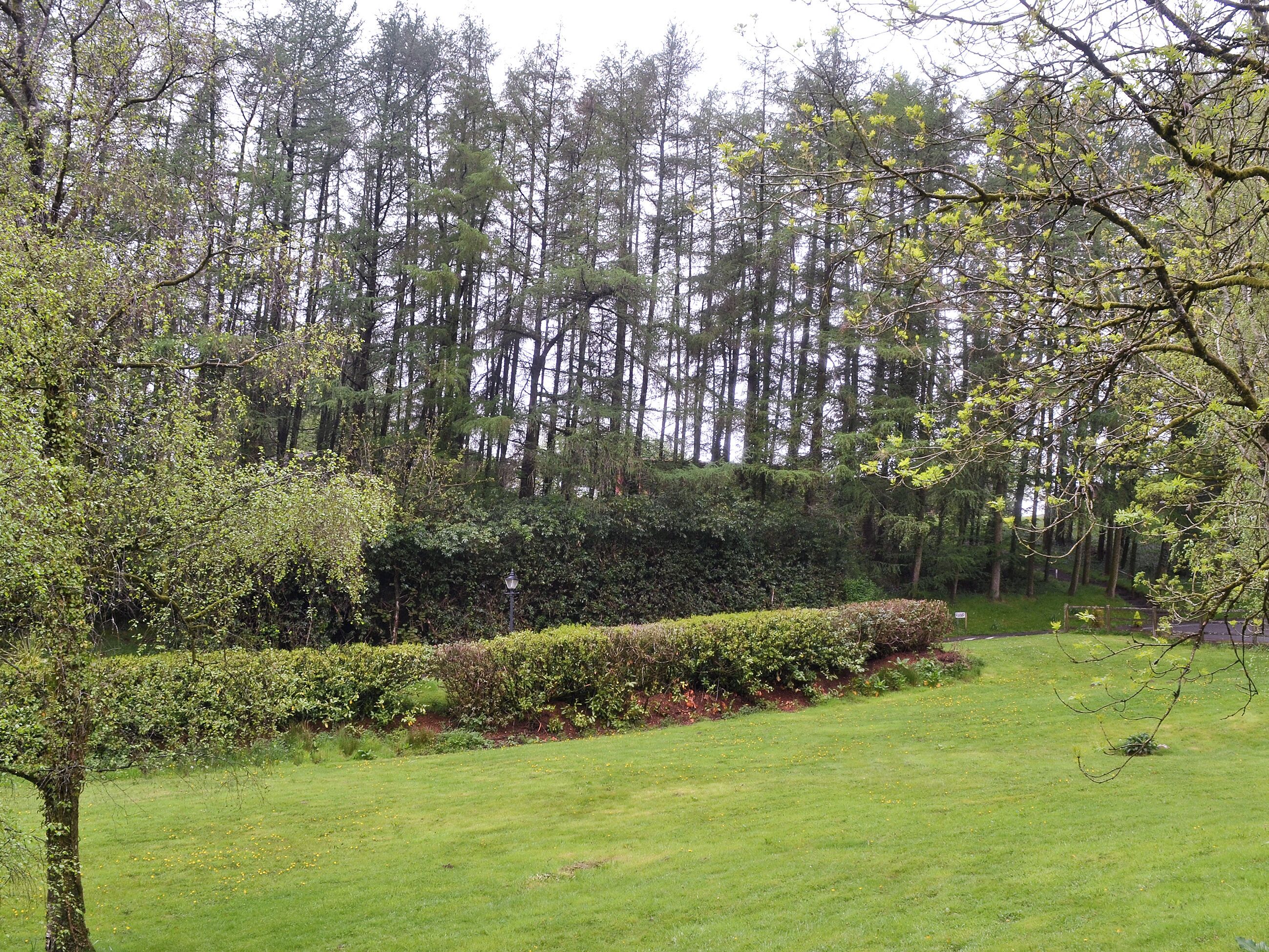 A grassy area with a hedge, trees, and a lamppost.