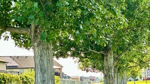 A row of trees with thick trunks and dense foliage, set against a backdrop of a well-maintained lawn and residential buildings. - KING bed, 2-bedroom, full kitchen, pickleball, park. Private, spacious basement. (Hooper)