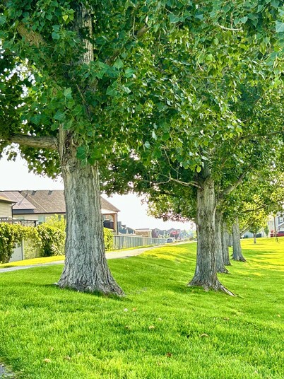 KING bed, 2-bedroom, full kitchen, pickleball, park. Private, spacious basement.