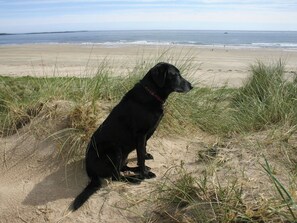 Beach - 1 bedroom accommodation in Seahouses (Seahouses)
