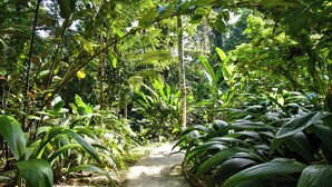 Uma trilha por uma floresta tropical densa, com diversas plantas e árvores verdes.