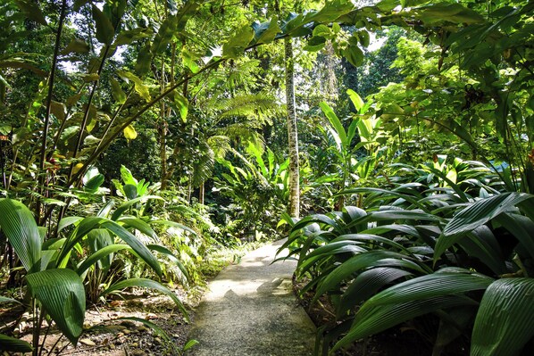 A pathway through a dense, tropical forest with various green plants and trees.