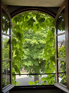 A window with a view of a tree and a street.