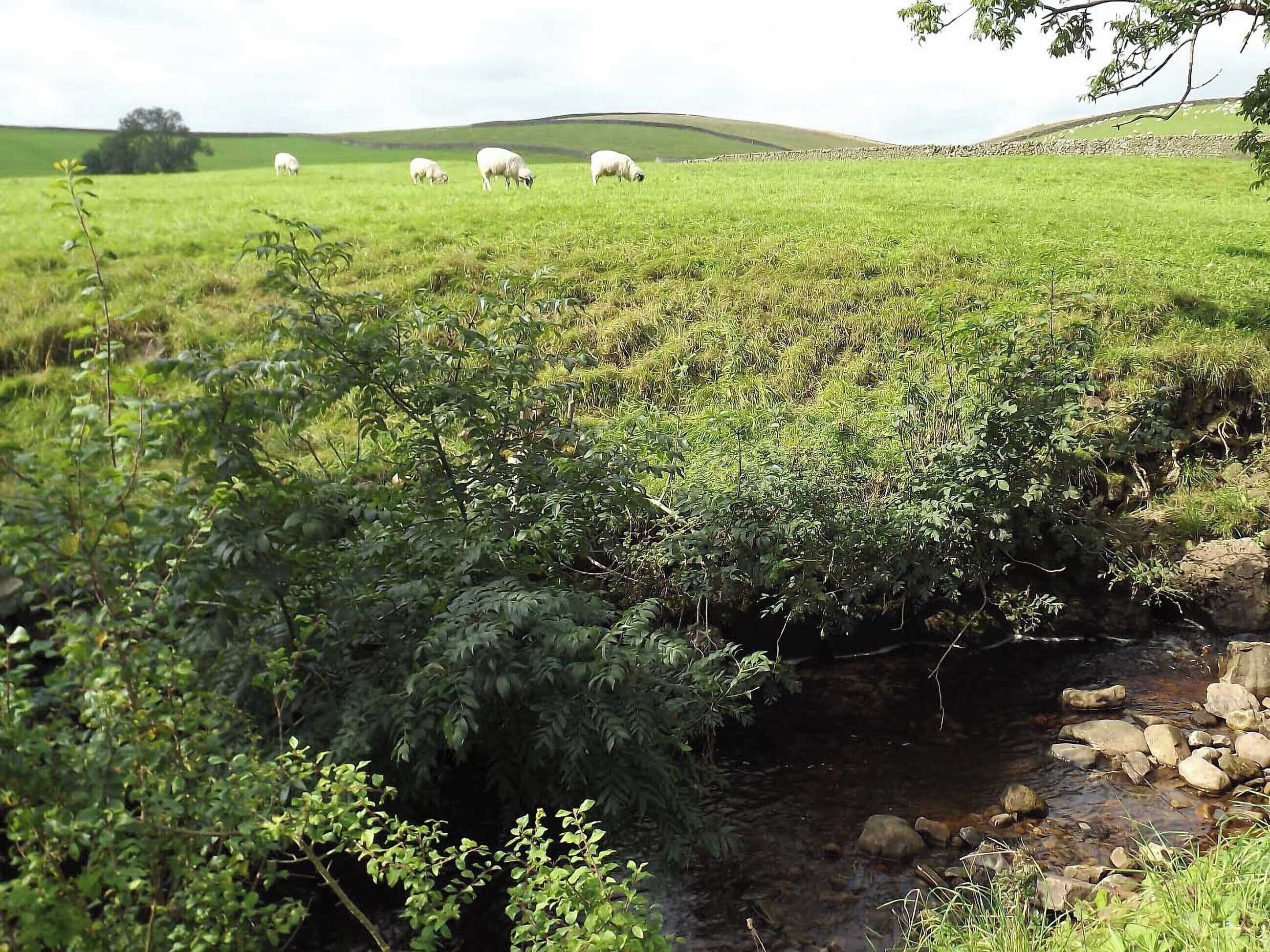 Paisaje rural con un arroyo, campos cubiertos de hierba y ovejas pastando.