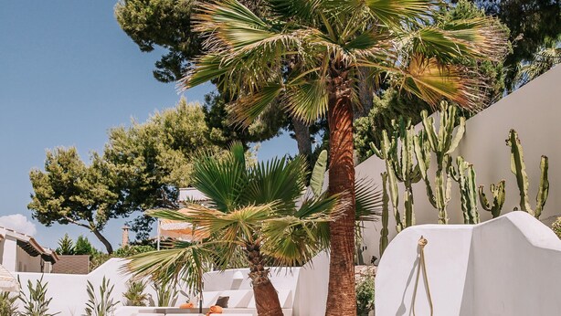 Un área de piscina con pared blanca, palmeras y cactus.