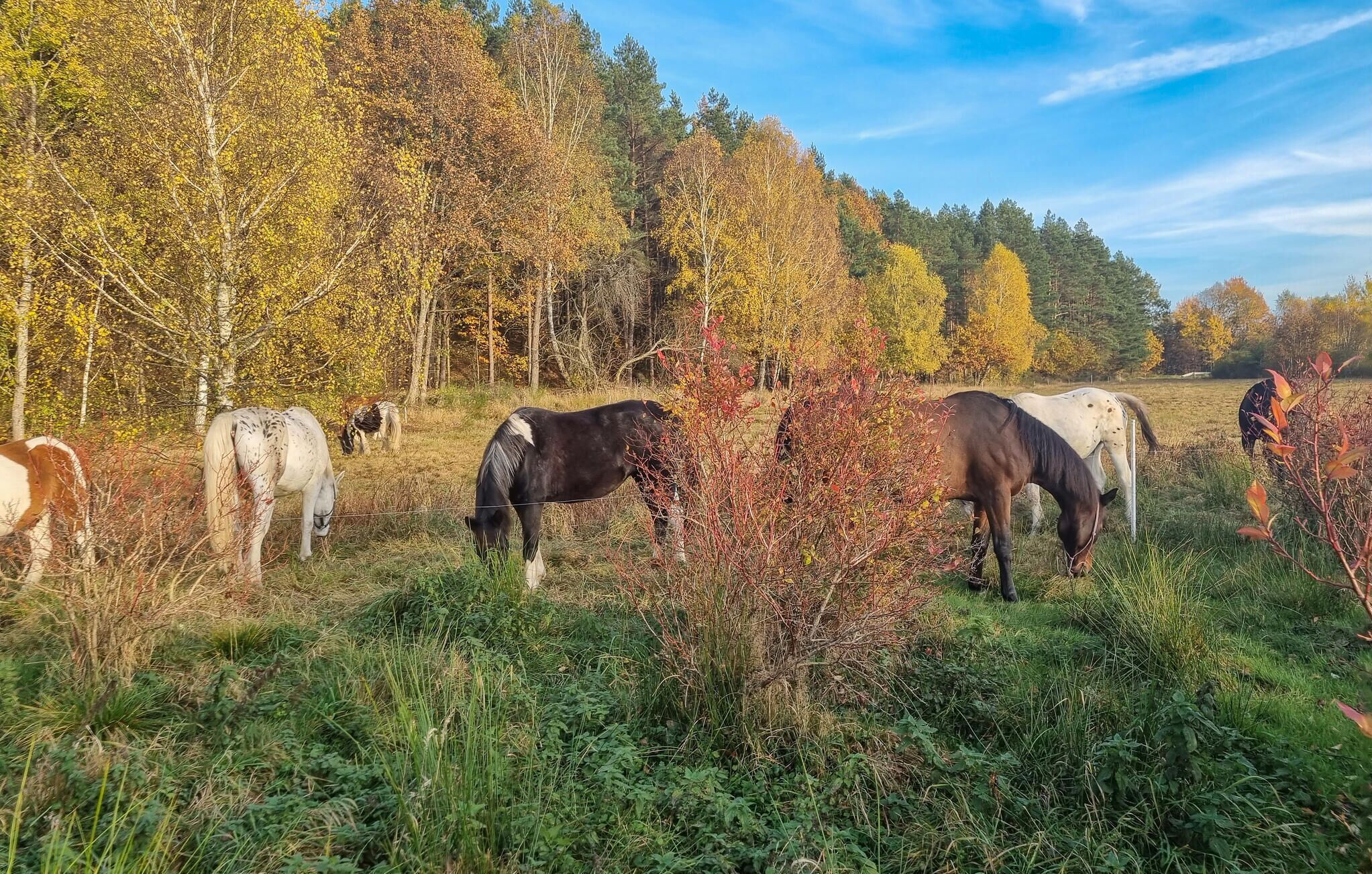 Een groep paarden die grazen in een veld, met bomen op de achtergrond.
