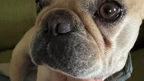 Un gros plan d’un chien au pelage brun clair et aux yeux foncés.
