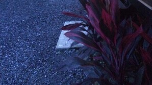 Un espacio al aire libre techado con un camino de grava, plantas en macetas y un piano.