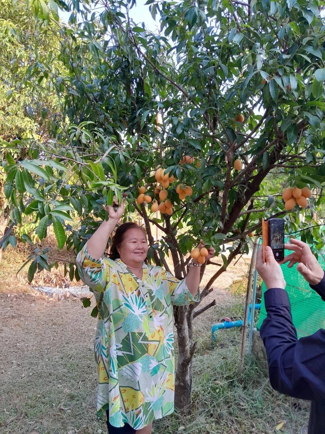 Eine Person steht unter einem Baum mit Früchten und hält ein Smartphone.