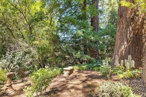Walk through the serene forest, taking in the sights and sounds of nature from a tranquil path.