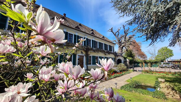 A historic building with a traditional facade, a well-maintained garden with flowering magnolia trees, and a clear blue sky. - Gutshause Suite #1 "elisabeth" im Weingut Fitz-ritter - Vdp/biozertifiziert (Bad Dürkheim)