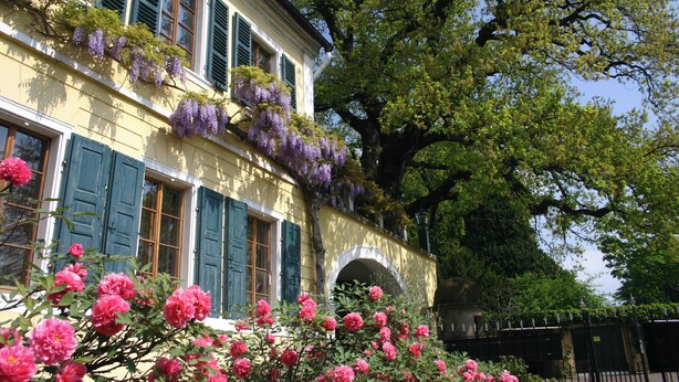 A yellow building with blue shutters and a large tree in front. - Gutshaus Suite #3 "emma" im Weingut Fitz-ritter - Vdp/biozertifiziert (Bad Dürkheim)