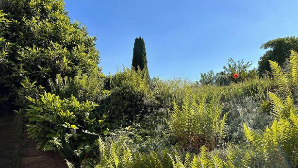 A lush garden with dense foliage and a tall, slender tree.