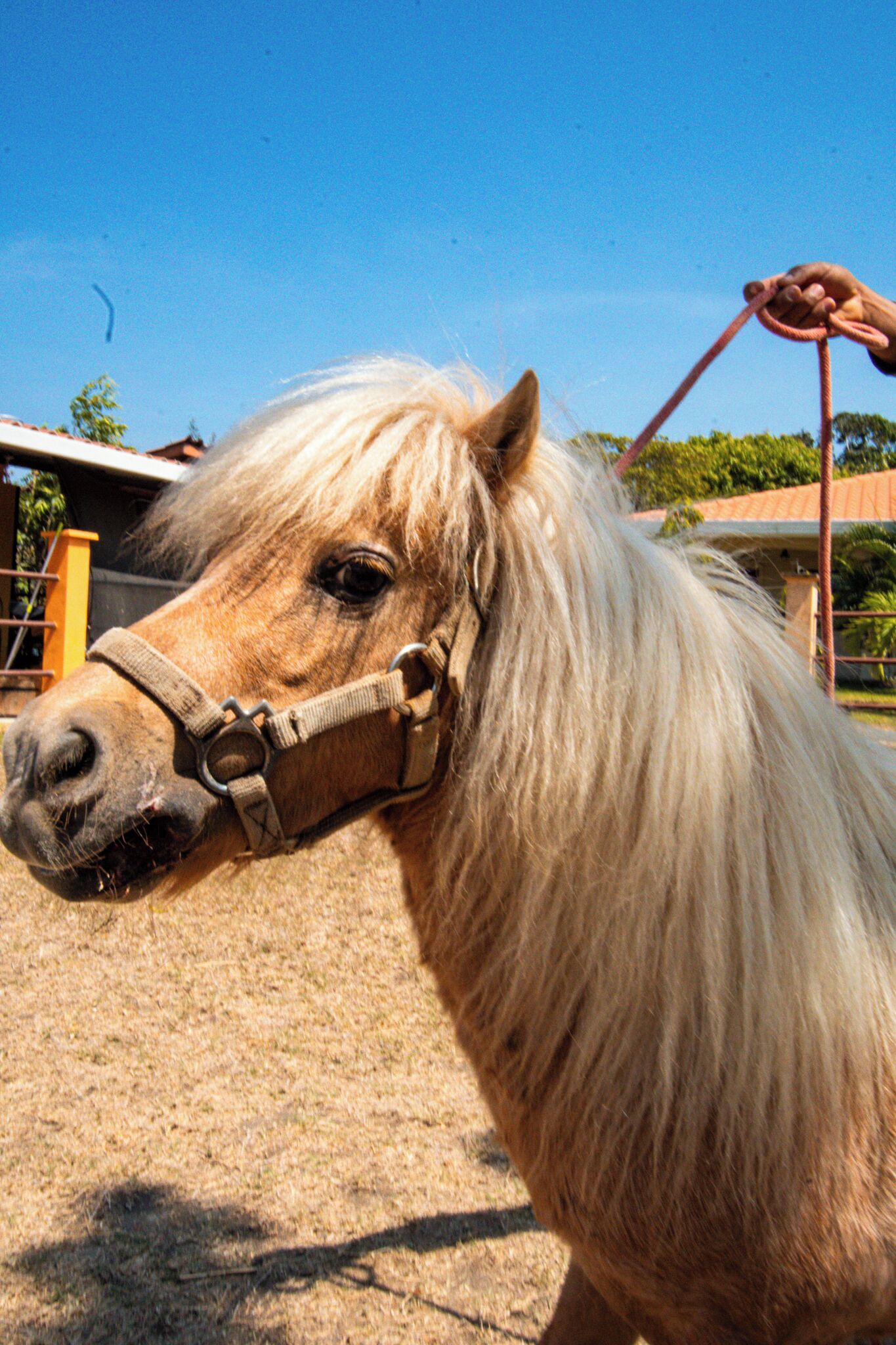 A close-up of a horse with a halter, standing on a dirt ground.