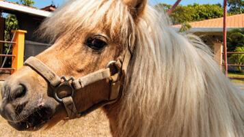 A close-up of a horse with a halter, standing on a dirt ground.