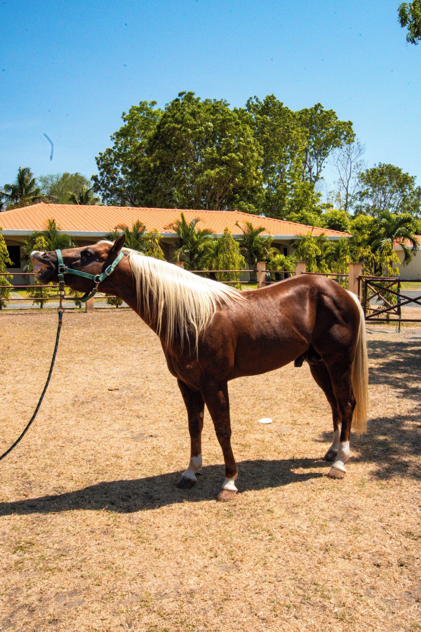 A horse standing in a fenced area with a building and trees in the background.