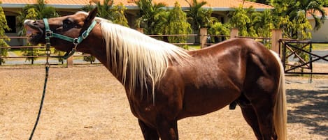 A horse standing in a fenced area with a building and trees in the background.