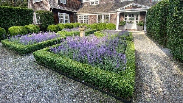 Een verzorgde tuin met strakke hagen en lavendelplanten voor een herenhuis met een puntgevel.