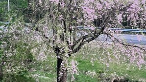A tree with pink blossoms in a grassy area. - Wellness Gardens Retreat

 (Sidney)