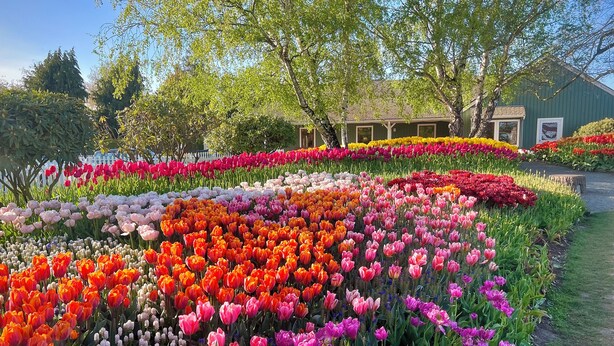 Ein Garten mit verschiedenen Tulpen in unterschiedlichen Farben.