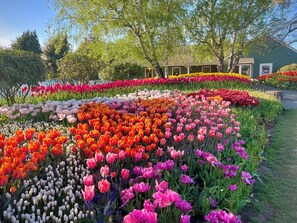 A garden with a variety of tulips in different colors. - Camano Island Cottage - Madrona Beach (Camano Island)