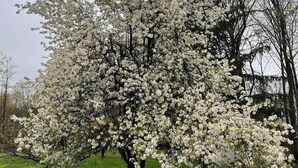 Ein Baum mit weißen Blüten in einer Parkanlage.