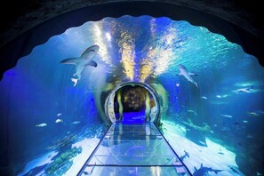 An underwater tunnel with glass walls, allowing clear views of marine life. - Vor4820hw: 4 Bed, Soccer, Pool (Orlando)