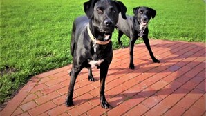 Deux chiens noirs sur un chemin de briques, avec une pelouse verdoyante et un bâtiment en arrière-plan.
