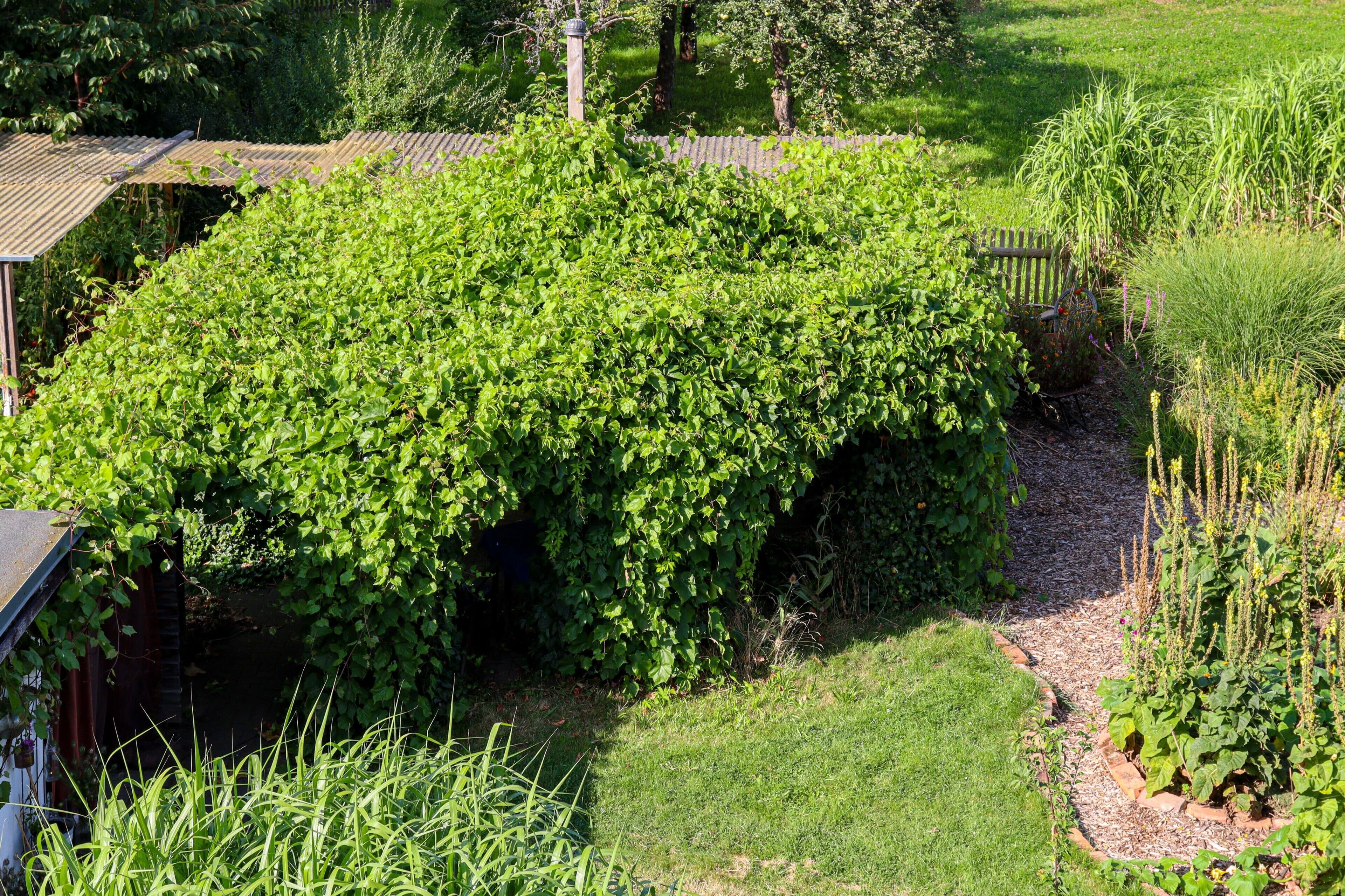 Ein Garten mit verschiedenen Pflanzen und einem Holzzaun.