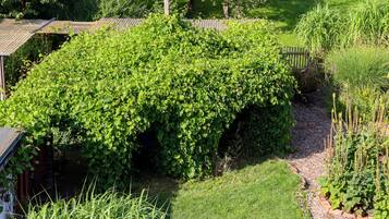 Ein Garten mit verschiedenen Pflanzen und einem Holzzaun.
