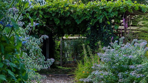 Un jardin agrémenté d’une pergola en bois, d’une végétation luxuriante et de plantes en fleurs.