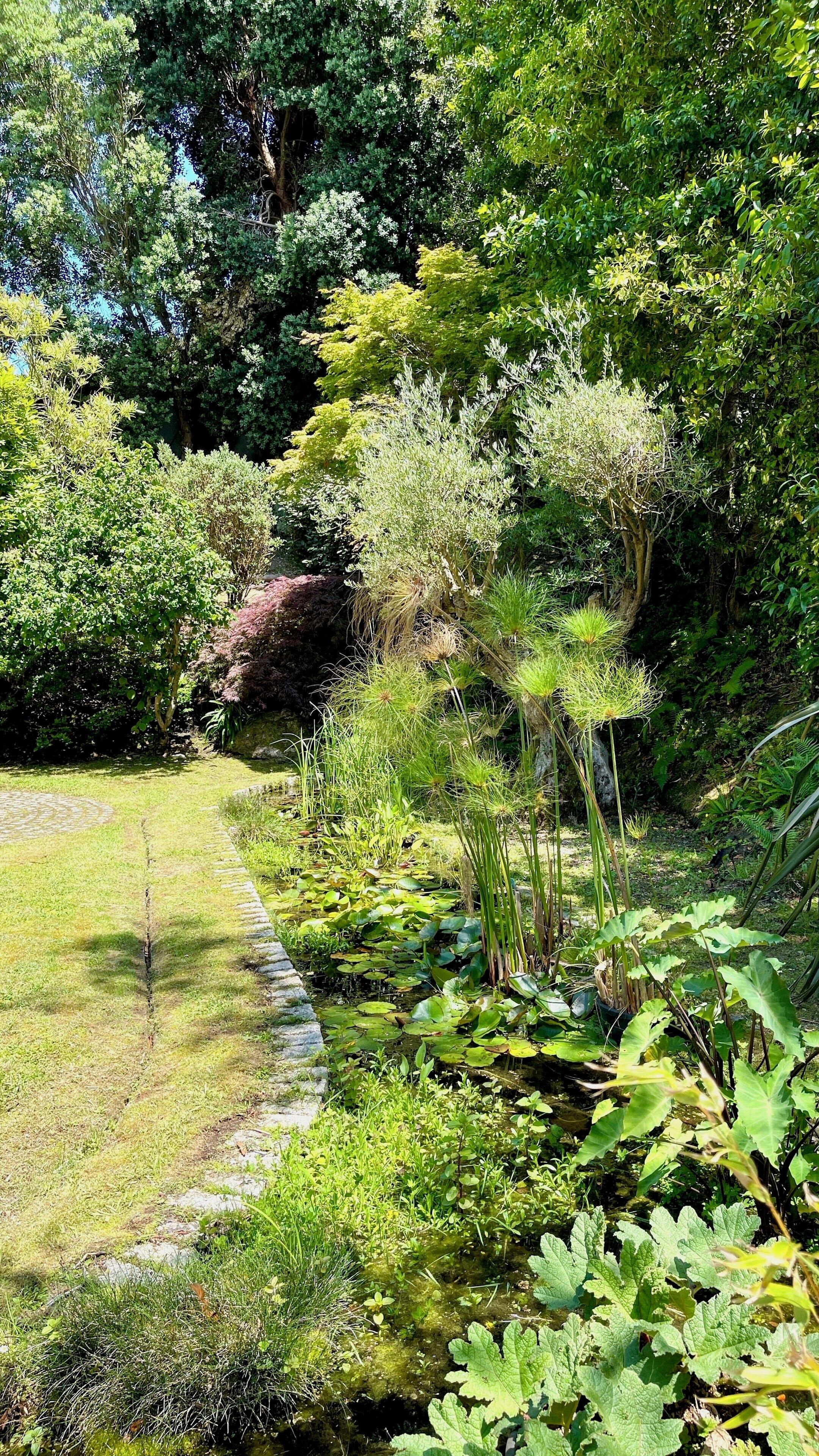 A garden with a pond, surrounded by various types of vegetation and trees.