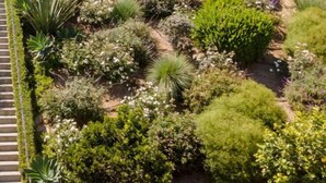 A multi-story building with balconies, surrounded by a landscaped garden with various shrubs and plants. - Seacliff - Island View - Oceanfront Luxury in Santa Barbara (Santa Barbara)