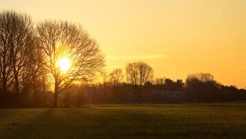Un coucher de soleil sur un champ herbeux, avec des arbres se détachant en silhouette sur le ciel.