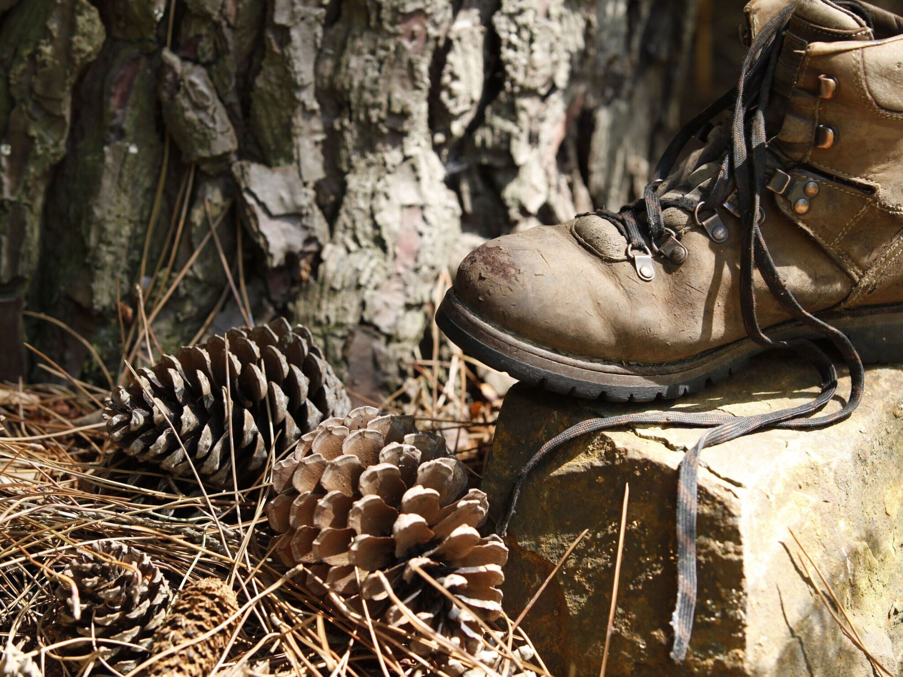 A hiking boot resting on a rock with pine cones and pine needles around it.