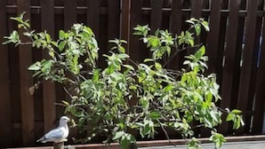 A small tree with a bird on a wooden post in a landscaped garden area with gravel and decorative stones. - Holiday Home Rubin Comfortable Vacation Home (Norden)