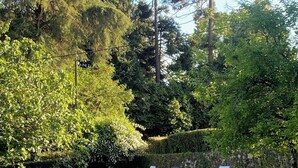 A swimming pool with lounge chairs, surrounded by lush greenery and tall trees. - A Painza Aldea Rural  (Arzua)