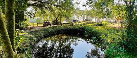 A small pond surrounded by lush greenery, a wooden bridge, and a building in the background.
