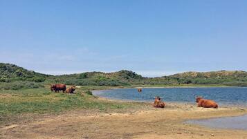 House | Pemandangan dari hartanah