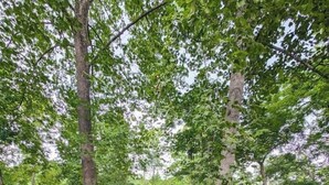 An outdoor seating area with a fire pit, surrounded by trees and grass. - Charming and Cozy River House (Murphy)